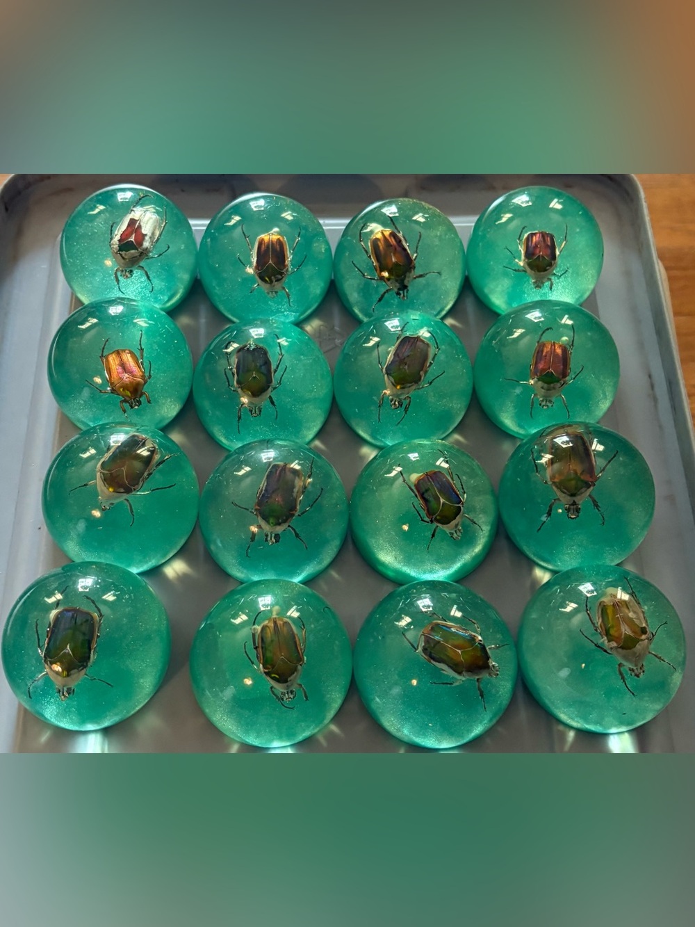 Beetle - Dome Paperweights, set of 16, 2” x 2”